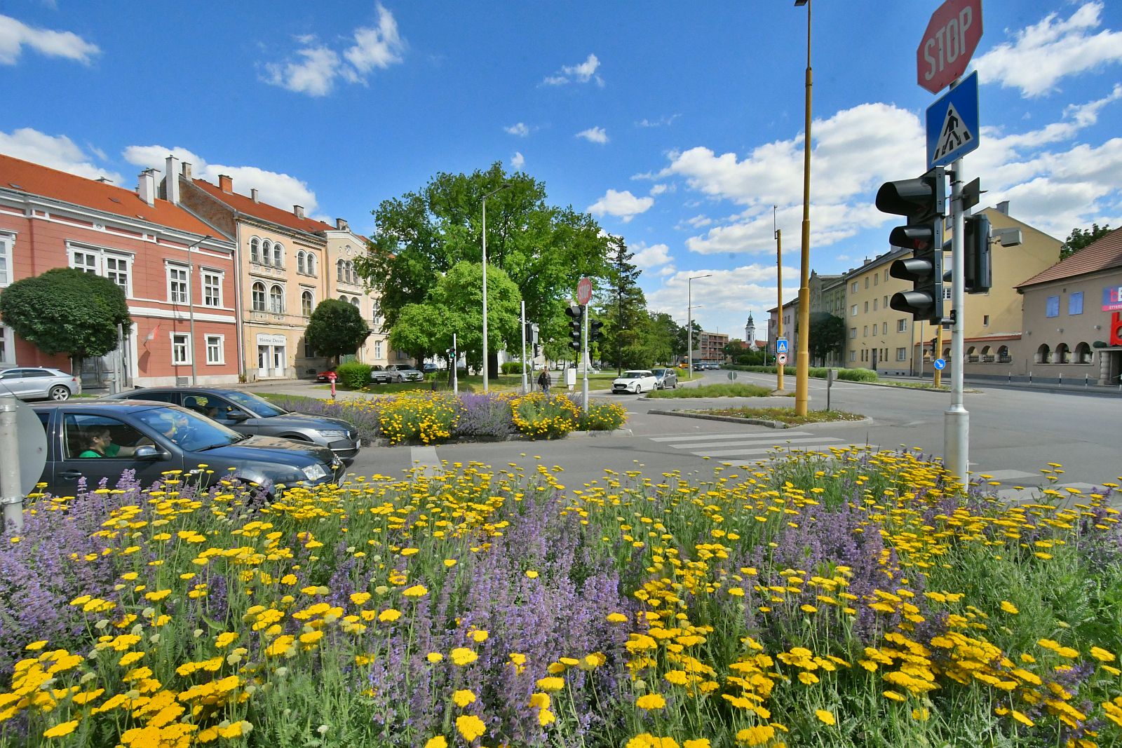 Virágba borultak városszerte az évelő növények